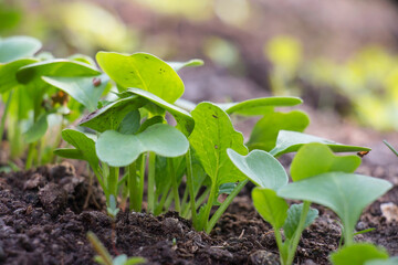 Young sprouts of radish bed farmhouse