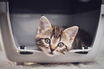 Tabby kitten in a Pet Travel Carrier
