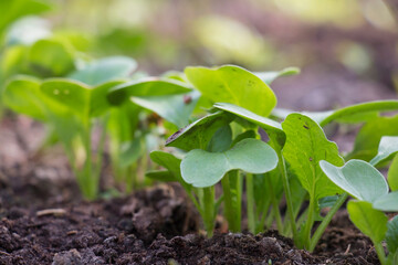 Young sprouts of radish bed farmhouse