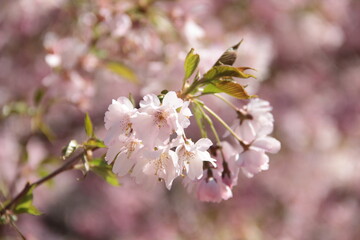 Cherry Blossom