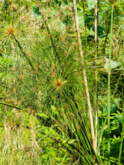 Fototapeta premium Cyperus papyrus | Blüten eines Echte Papyrus in einen Gartenteich