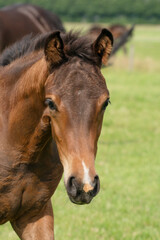 Obraz premium Attentive brown foal with head and mane in close-up