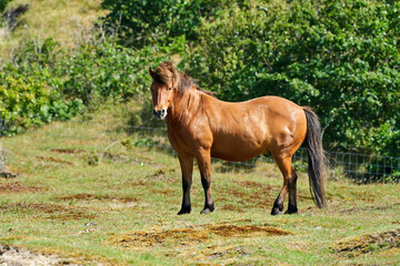 Naklejka na ściany i meble Exmoor horse grazing on the pasture. A horse breed used for nature conservation management