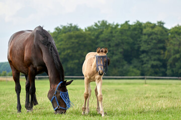 Obraz premium A valk color foal and a brown mare in the field, wearing a fly mask, pasture, horse