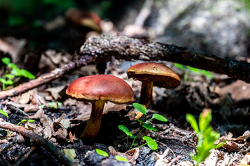 Mushroom in the forest