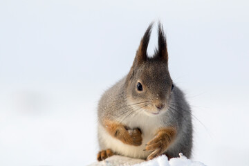 Red squirrel on the snow