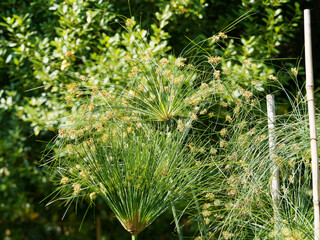 Cyperus papyrus | Blüten eines Echte Papyrus in einen Gartenteich