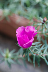 Blooming large flower purpurin flowers and leaves，Portulaca grandiflora  Hook.
