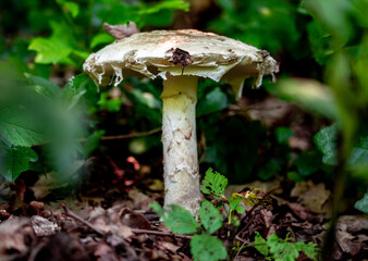 Mushrooms in the forest