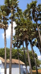 coconut palm trees