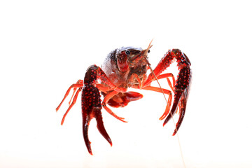 Crawfish