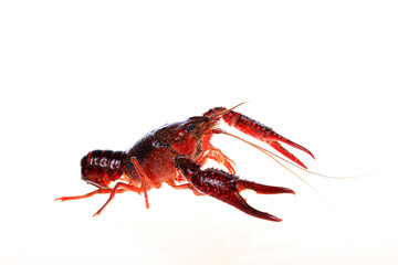 Crawfish