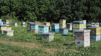 colorful beehives in sunflower' field in Provance, France