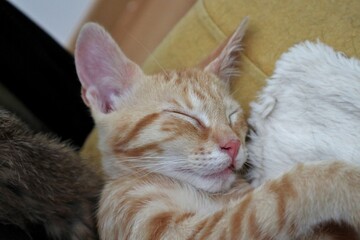 Gattino rosso che dorme