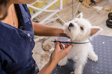 Grooming salon working place, pet shop.