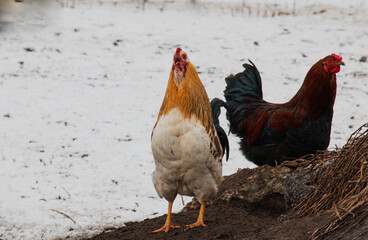 Rooster chicken, winter walking on the farm