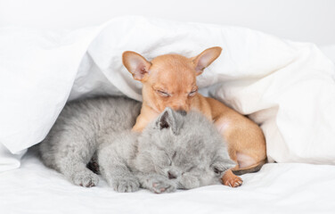 Gray kitten and toy terrier puppy sleep together under white blanket on a bed at home