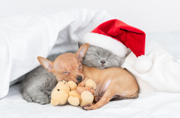 Toy terrier puppy hugs toy bear and sleeps on a bed at home with british kitten. Cat is wearing red santa's hat