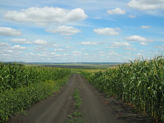 Long dirt road up, rapeseed and maize fields, rural summer view