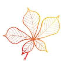 Watercolor hand drawn outline illustration of autumn chestnut leaf. Isolated objects on white background. For creating various autumn fall designs