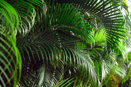 Tropical palm plant background © grthirteen