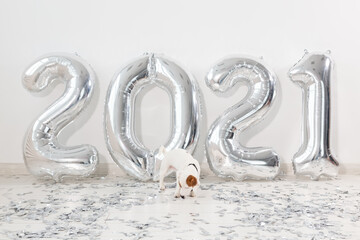 Jack russell terrier dog with balloons in the form of numbers 2021. New year celebration. Silver Air Balloons. Holiday party decoration.