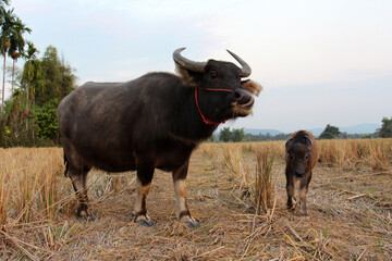 Thai buffalo,buffaloes have been used since centuries by peasants in order to plough their rice fields. This photo took after harvested in The North of Thailand.