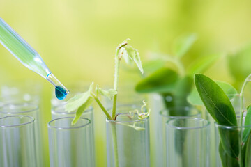 pipette dropping green sample chemical  over young sample plant growing in test tube , biotechnology research concept