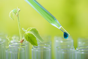 pipette dropping green sample chemical  over young sample plant growing in test tube ,...