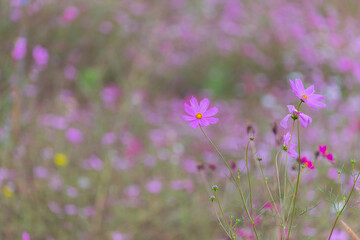 Beautiful cosmos bipinnatus