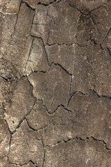 texture of burned wood with cracks
