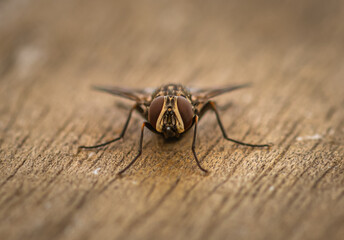 Fleischfliege in der Nahaufnahme