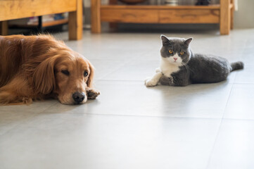 Golden Retriever and British Shorthair
