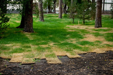Installing new grass turfs from a roll.