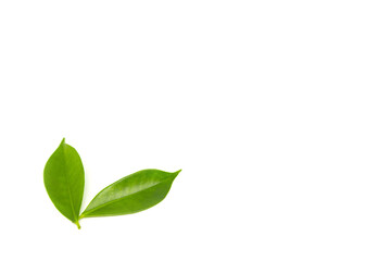 Green leaves on a white background