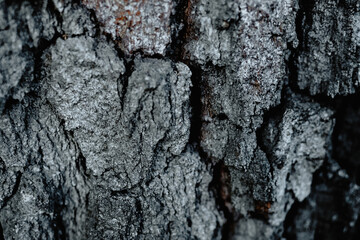 Macro shot of a tree bark. large structural texture