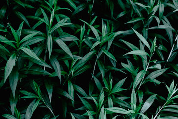 nice and textural,green and clean plant leaves