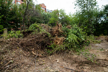 Cutting down trees in a city park
