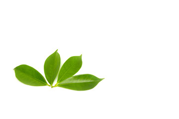Green leaves on a white background
