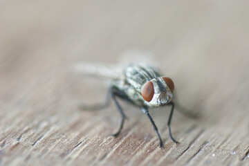 close up of fly
