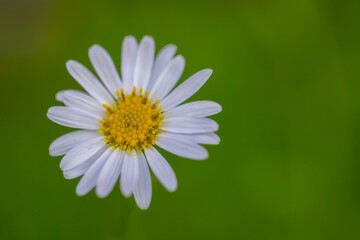Fototapeta premium White Daisy flower in nature with background