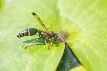 Hymenoptera on leaf
