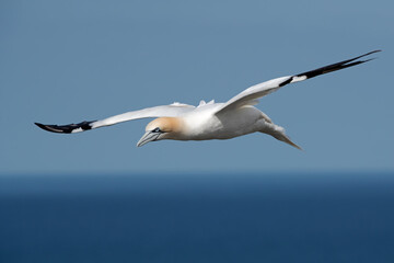 Northern Gannet (Morus bassanus)  soaring above the ocean off the North Yorkshire coast