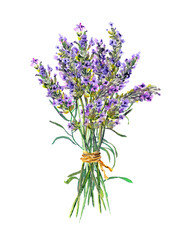 Lavender flowers bouquet. Watercolor floral botanical illustration