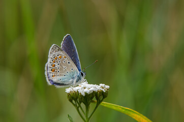 COMMON BLUE BUTTERFLY - A beautiful gentle insect on a field flower