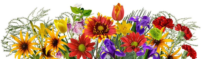 beautiful  flowers in the garden on white background
