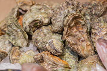 fresh oysters on the market