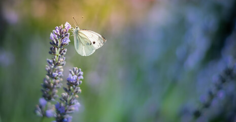 Schmetterling im Flieder