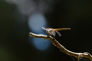 DRAGONFLY - Insect perched on on a branch in the forest
