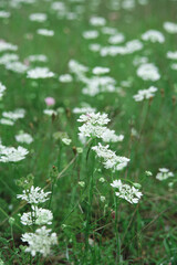 White flowers on the meadow.